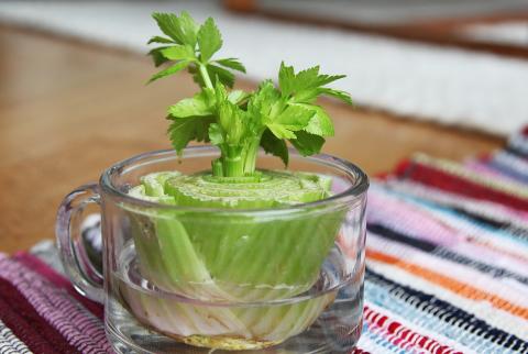 source: emgn.com/entertainment/10-tasty-vegetables-you-can-regrow-from-your-own-kitchen-scraps/