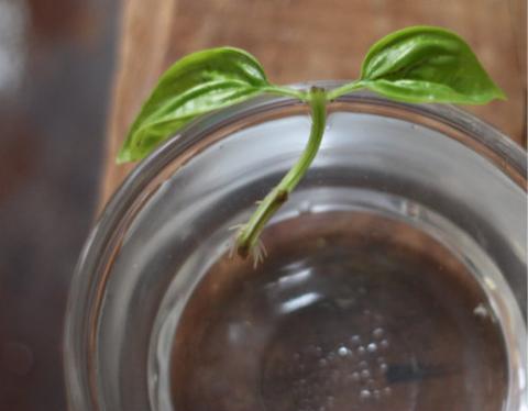 source: www.17apart.com/2013/07/how-to-grow-propagate-basil-from.html